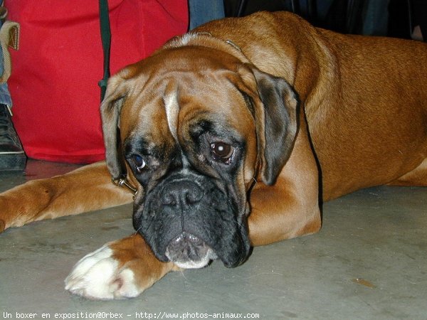 Photo de Boxer