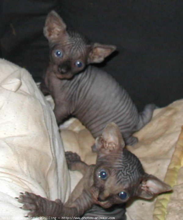 Photo de Sphynx