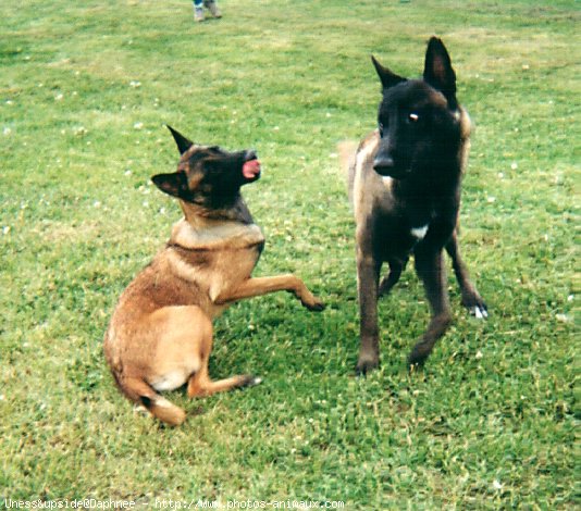 Photo de Berger belge malinois