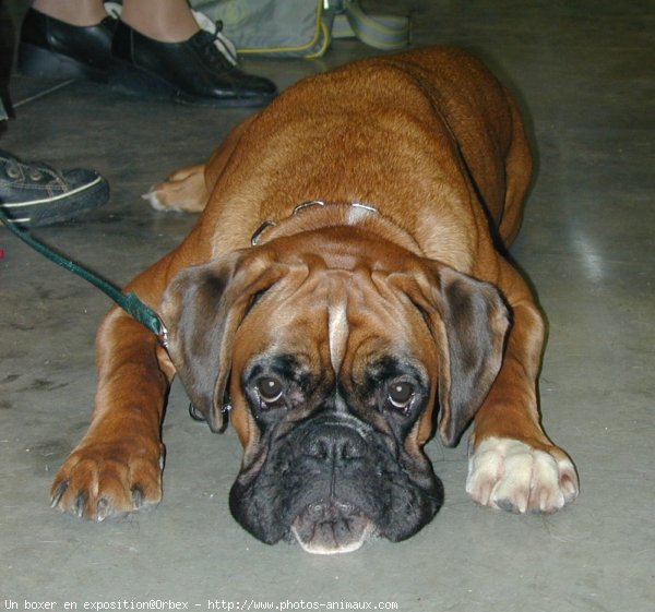 Photo de Boxer