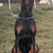 Photo de Dobermann