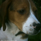 Photo de Beagle