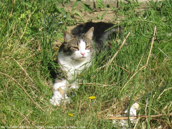 Photo de Chat domestique