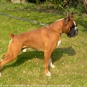 Photo de Boxer