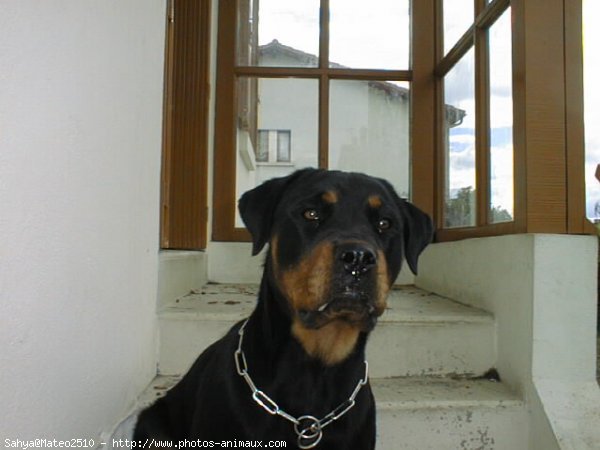 Photo de Rottweiler