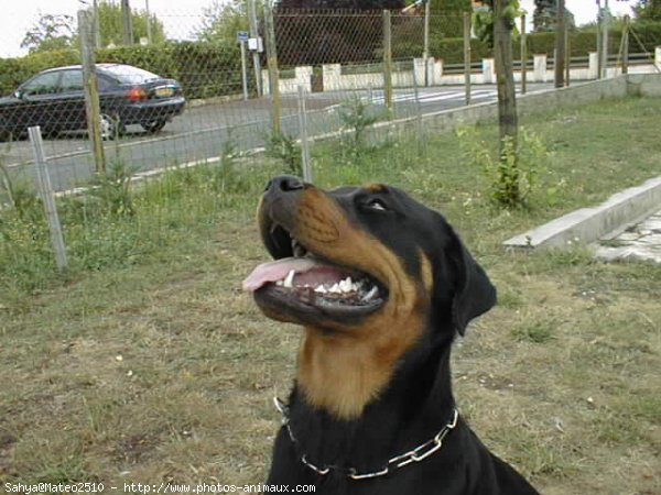 Photo de Rottweiler