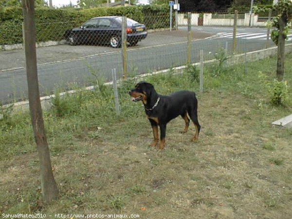 Photo de Rottweiler