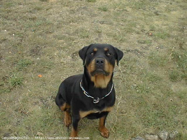 Photo de Rottweiler