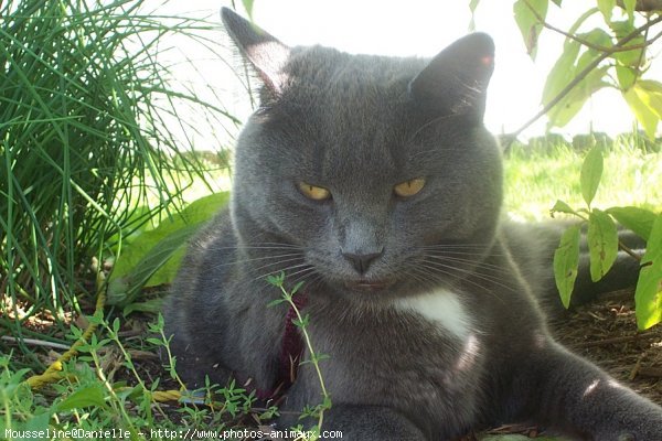 Photo de Chartreux