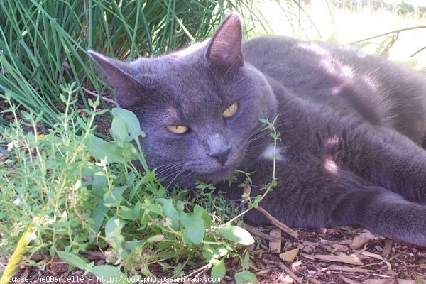 Photo de Chartreux