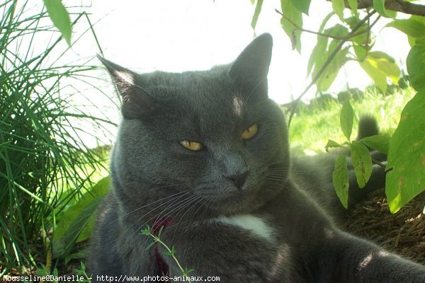 Photo de Chartreux