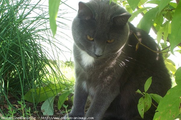 Photo de Chartreux