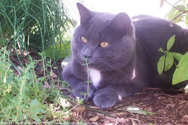 Photo de Chartreux