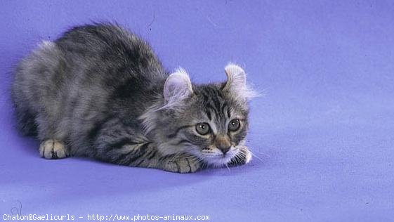 Photo d'American curl poil long