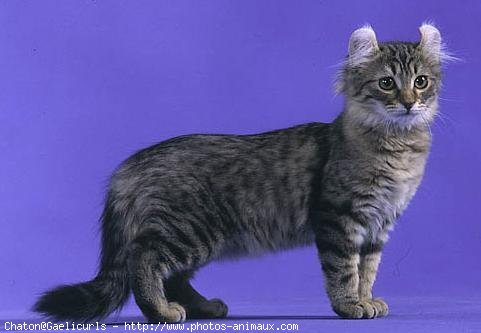 Photo d'American curl poil long