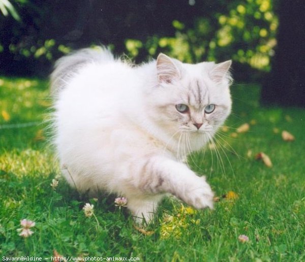 Photo de British longhair