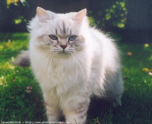 Photo de British longhair