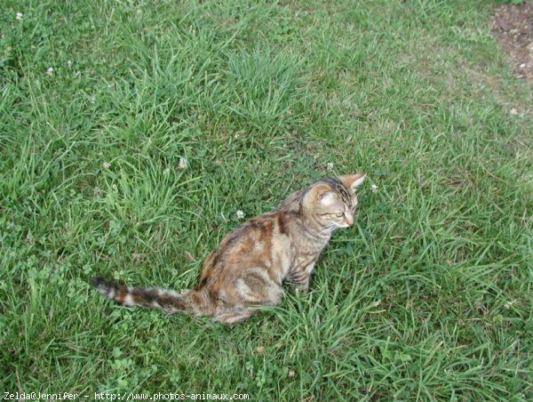 Photo de Chat domestique