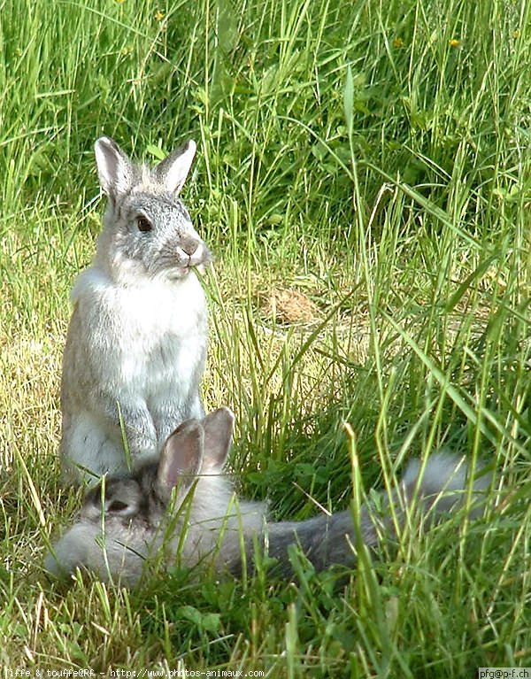 Photo de Lapin