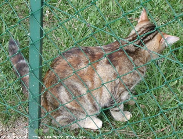 Photo de Chat domestique