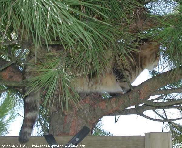 Photo de Chat domestique