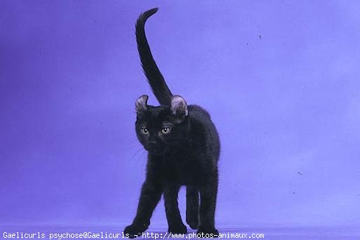 Photo d'American curl poil long