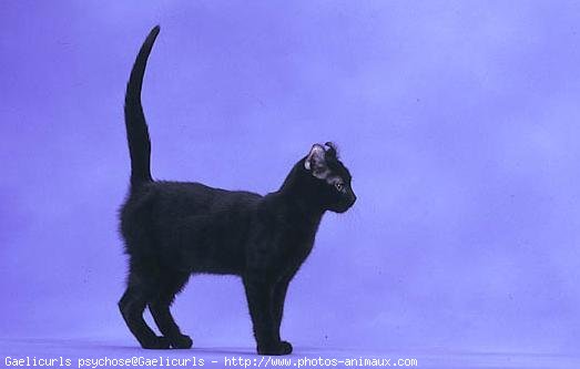 Photo d'American curl poil long