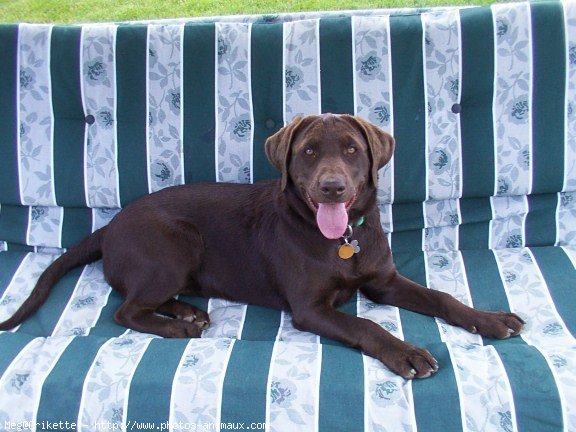 Photo de Labrador retriever