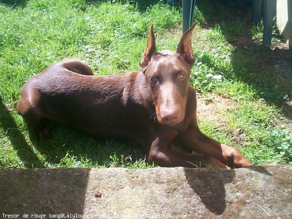 Photo de Dobermann