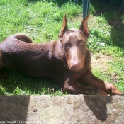 Photo de Dobermann