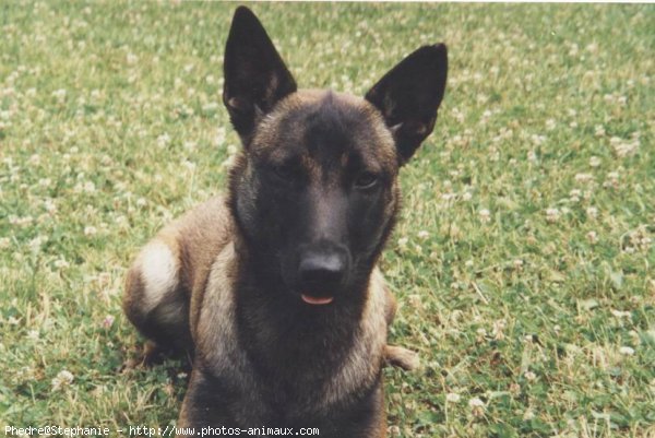 Photo de Berger belge malinois