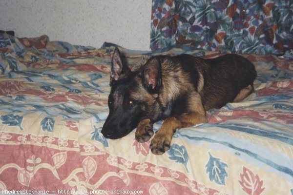 Photo de Berger belge malinois