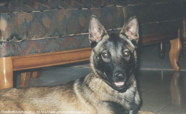 Photo de Berger belge malinois