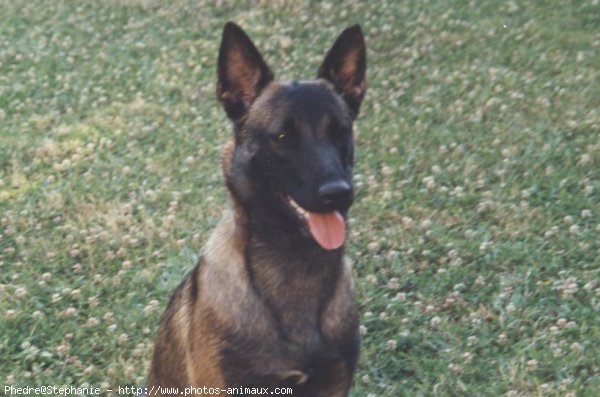 Photo de Berger belge malinois