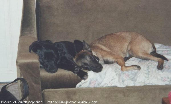 Photo de Berger belge malinois