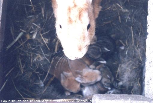 Photo de Lapin