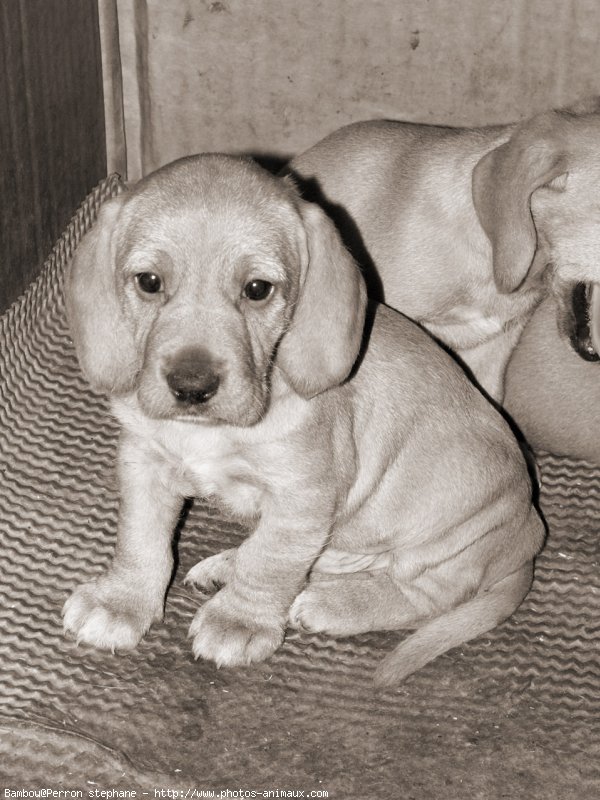 Photo de Griffon fauve de bretagne