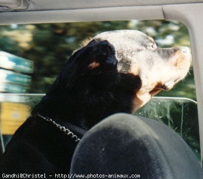 Photo de Rottweiler