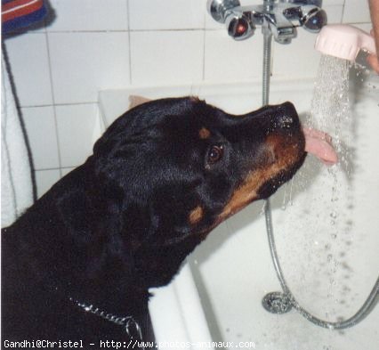 Photo de Rottweiler