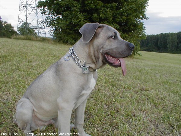 Photo de Chien de cour italien