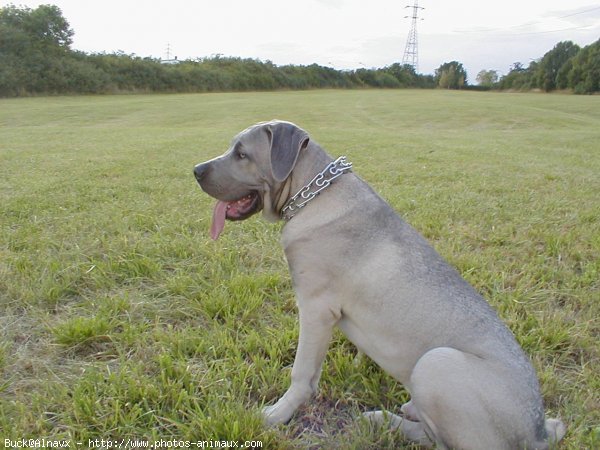 Photo de Chien de cour italien