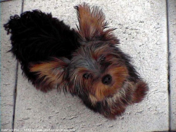 Photo de Yorkshire terrier