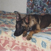 Photo de Berger belge malinois