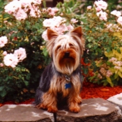 Photo de Yorkshire terrier