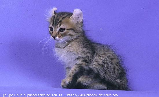 Photo d'American curl poil long