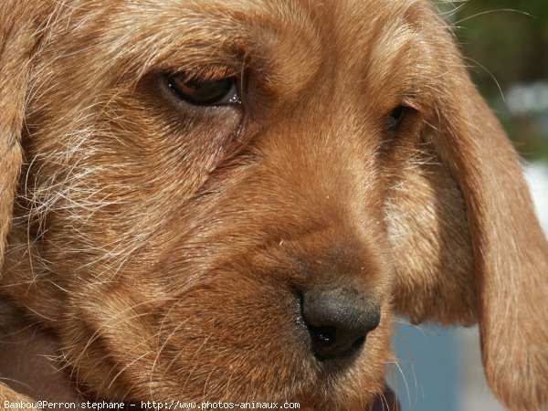 Photo de Griffon fauve de bretagne