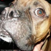 Photo de Boxer