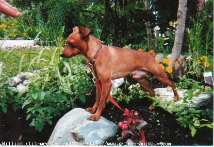 Photo de Pinscher nain