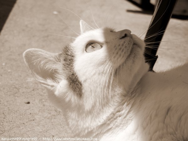 Photo de Chat domestique