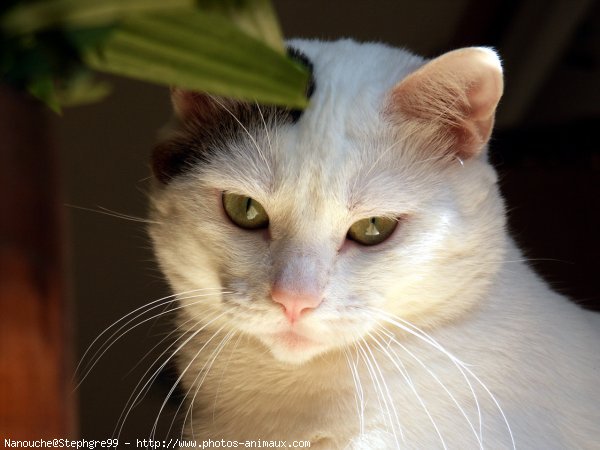 Photo de Chat domestique